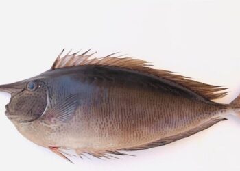 Spotted rhino fish seen in Omani waters