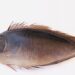 Spotted rhino fish seen in Omani waters