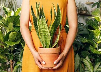 Are you a new plant parent?