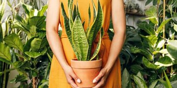 Are you a new plant parent?