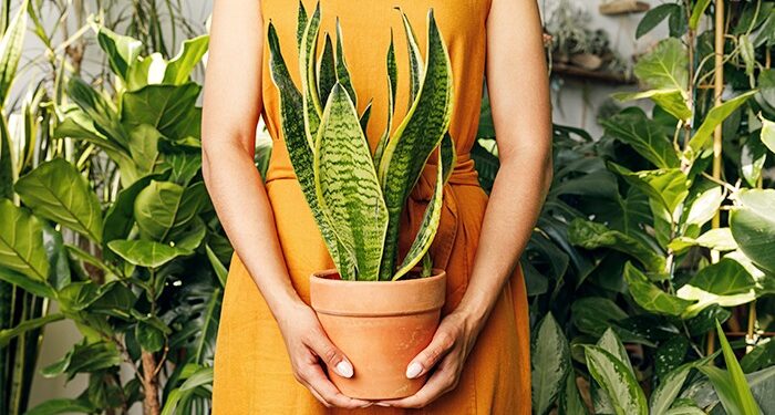 Are you a new plant parent? 1 Are you a new plant parent?