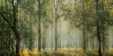 India supports UAE’s proposal to include digitisation in IMO Strategic Plan