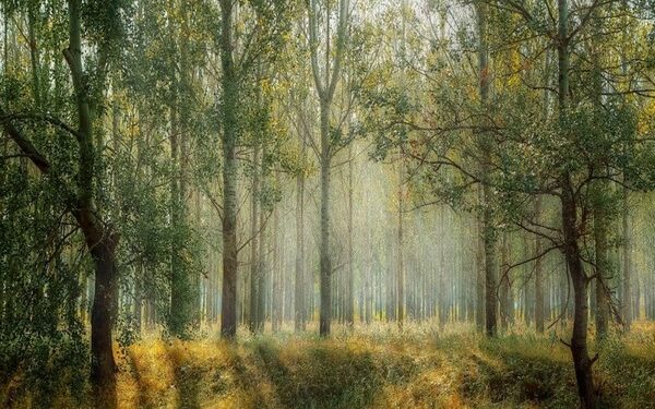 India supports UAE’s proposal to include digitisation in IMO Strategic Plan