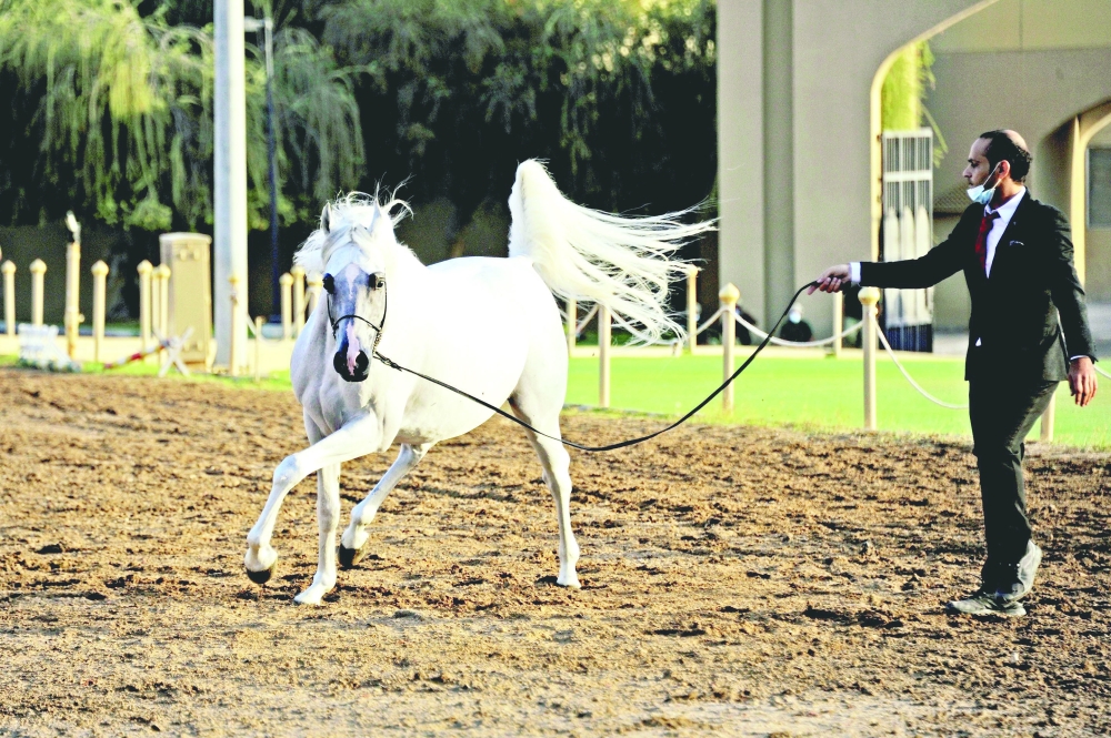 بعد غد .. بطولة عمان الثامنة لجمال الخيل العربي