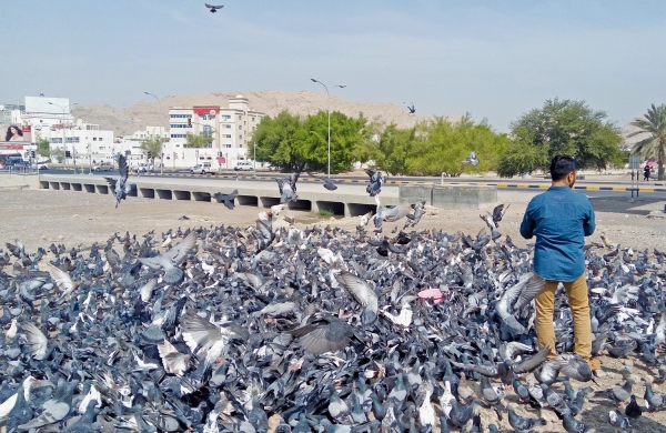 Feeding birds in public places: Muscat Municipality seeks views