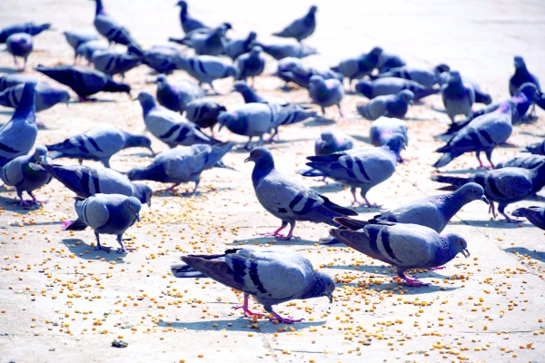 Feeding of birds in public places a nuisance