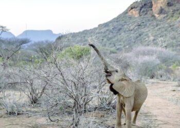 Drought kills more than 200 elephants
