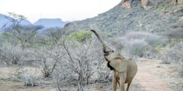 Drought kills more than 200 elephants