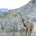 Drought kills more than 200 elephants