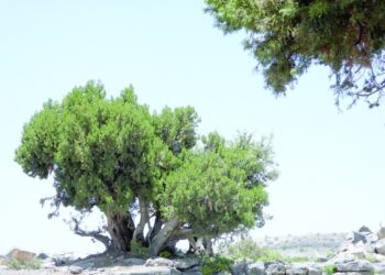 “العلعلان” .. أشجار معمرة مهددة بالانقراض !