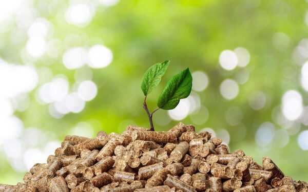 Biomass: A promising resource for renewable energy development in Oman
