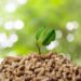 Biomass: A promising resource for renewable energy development in Oman 8 Biomass: A promising resource for renewable energy development in Oman