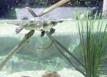 Australia's 'irreplaceable' platypus threatened by dams: study