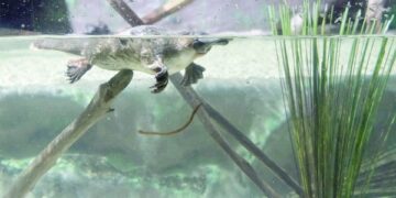 Australia's 'irreplaceable' platypus threatened by dams: study