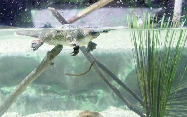 Australia's 'irreplaceable' platypus threatened by dams: study 1 Australia's 'irreplaceable' platypus threatened by dams: study