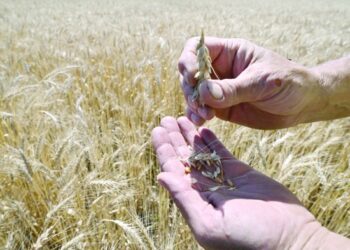 Russia’s attempt to disrupt the grain deal