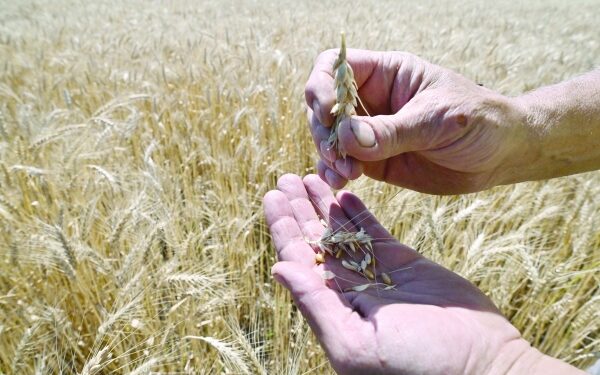 Russia’s attempt to disrupt the grain deal 1 Russia’s attempt to disrupt the grain deal