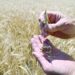 Russia’s attempt to disrupt the grain deal