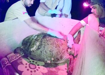 Second phase of sea turtles tracking begins