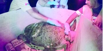 Second phase of sea turtles tracking begins