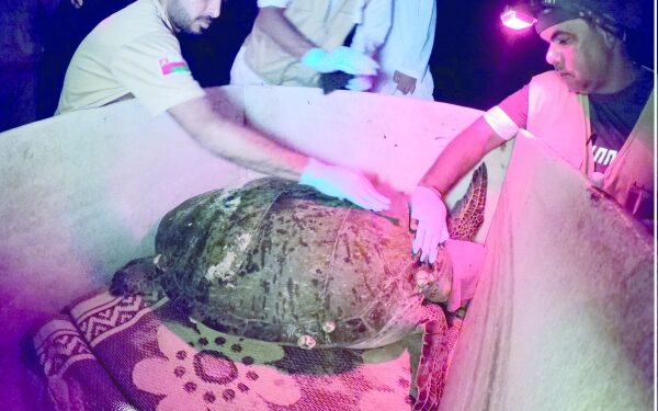 Second phase of sea turtles tracking begins 1 Second phase of sea turtles tracking begins