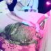 Second phase of sea turtles tracking begins