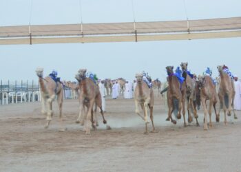 15 شوطا في ختام المحطة الرابعة لمهرجان سباقات الهجن الأهلية بسناو