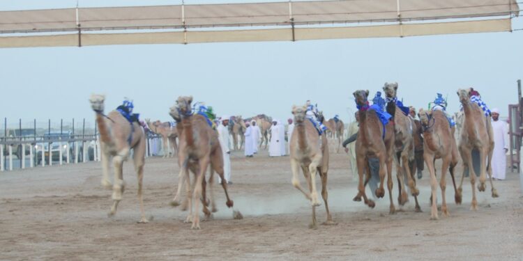 15 شوطا في ختام المحطة الرابعة لمهرجان سباقات الهجن الأهلية بسناو 1 15 شوطا في ختام المحطة الرابعة لمهرجان سباقات الهجن الأهلية بسناو