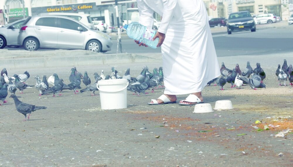 مخاوف من انتشار ظاهرة إطعام الطيور في الساحات العامة
