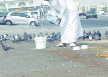 مخاوف من انتشار ظاهرة إطعام الطيور في الساحات العامة