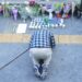 The immensity of Seoul’s sadness