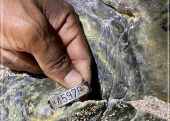 Green turtle returns to Oman after 2o years