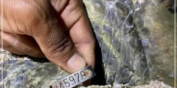 Green turtle returns to Oman after 2o years