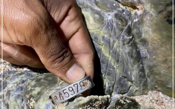 Green turtle returns to Oman after 2o years 1 Green turtle returns to Oman after 2o years