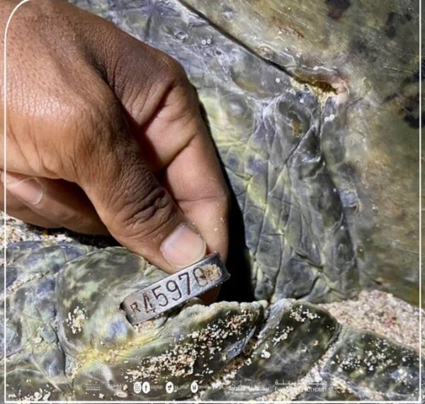 Green turtle returns to Oman after 2o years