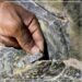 Green turtle returns to Oman after 2o years 8 Green turtle returns to Oman after 2o years