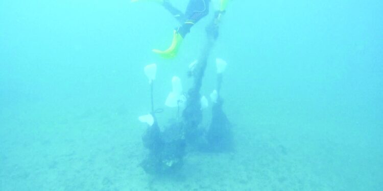 حملة لحماية الشعاب المرجانية بمحمية السلاحف