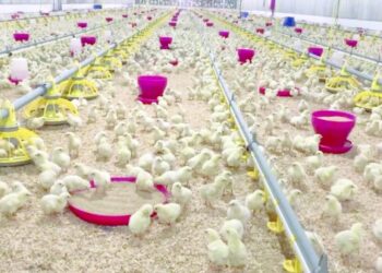 Dhofar Poultry to be allotted new site in Thamrait