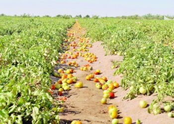 Studies highlight Najd’s potential to attract agribusinesses