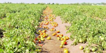 Studies highlight Najd’s potential to attract agribusinesses
