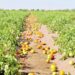 Studies highlight Najd’s potential to attract agribusinesses