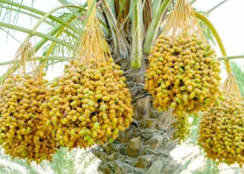Roots of green Oman