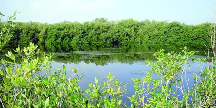 “هيئة البيئة”: السلطنة تسير في المسار الصحيح ولم تصنف بتقييم منخفض في أهداف التنمية المستدامة