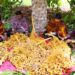 Oman improves food security ratings