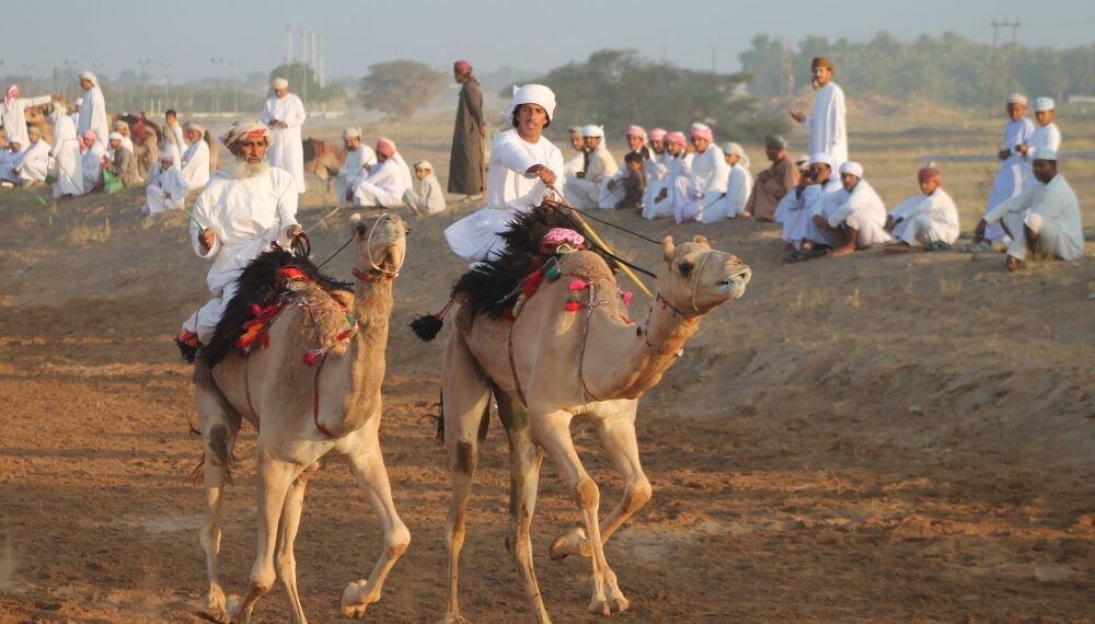 180 ناقة تزين سباق عرضة العيد الوطني في بدية