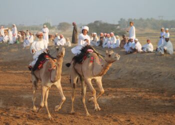 180 ناقة تزين سباق عرضة العيد الوطني في بدية