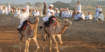 180 ناقة تزين سباق عرضة العيد الوطني في بدية