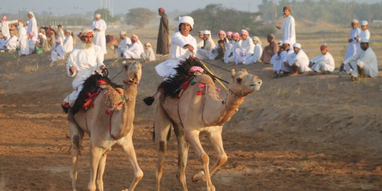 180 ناقة تزين سباق عرضة العيد الوطني في بدية