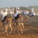 180 ناقة تزين سباق عرضة العيد الوطني في بدية