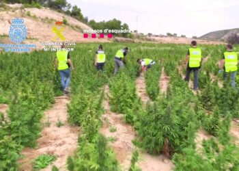 يبلغ وزنها 50 طنا
ضبط أكبر كمية من الماريجوانا في إسبانيا